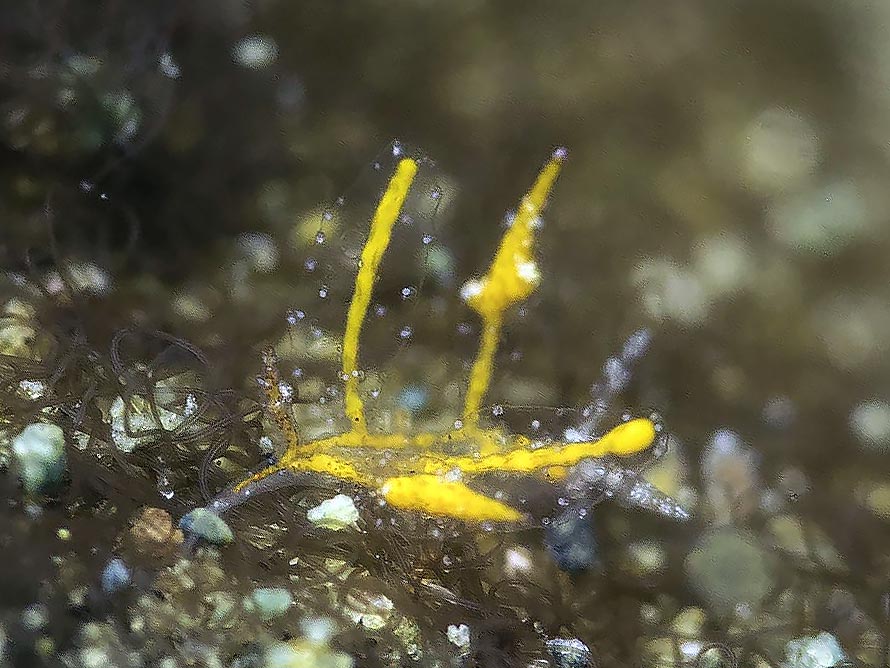 Hermaea sp. 4